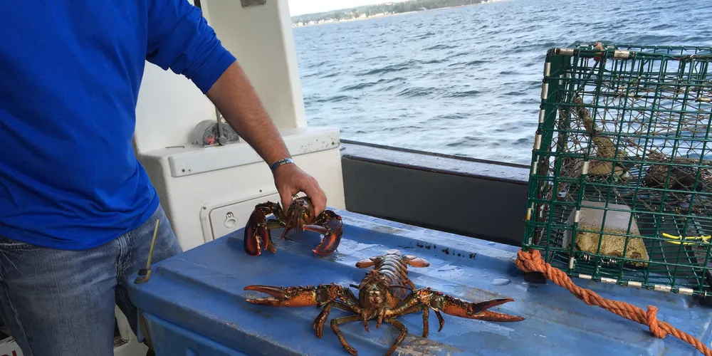 East Coast Seafood hopes lobster surplus can drive US holiday sales