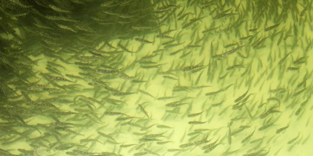 700,000 smolt died overnight at Marine Harvest Norwegian farm.