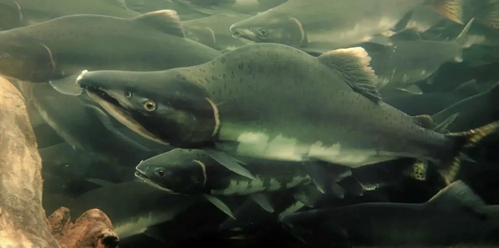 Hatchery-raised pink salmon have been the center of ongoing controversy over the state's MSC certification.
