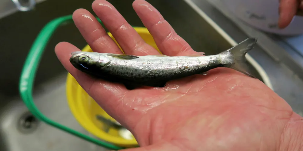 Chile smolt releases down a third in May