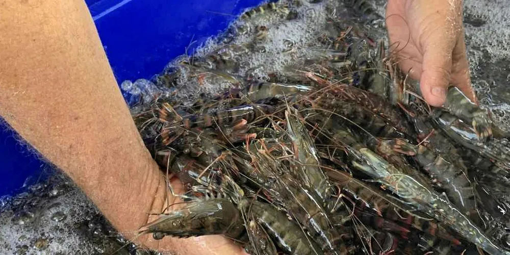 ‘Revolutionary’ shrimp pathogen testing system hits the market.