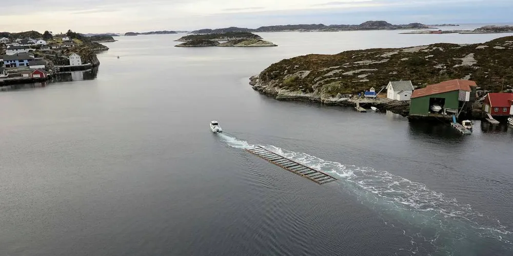 Arctic Seaweed har planer om å dyrke 4500 tonn tare i sjø, i området utenfor Misje i Fjell kommune, Hordaland.Foto: Nils Torsvik
