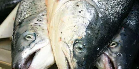 Salmon prices on sharp rise