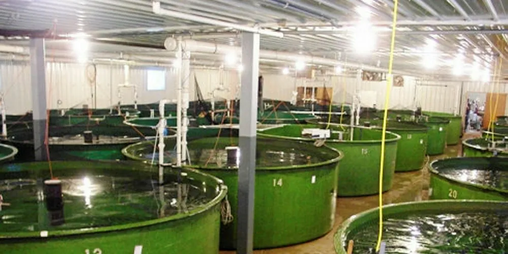 GM salmon in tanks.