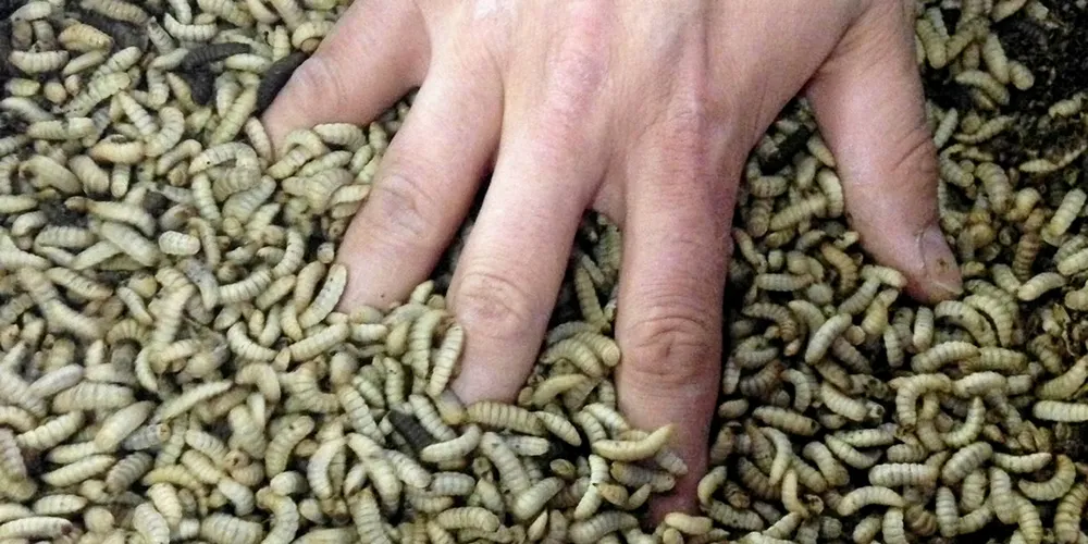 DIVE IN: Salmon fed with insects tastes just fine.