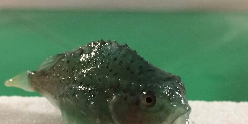 Leroy: Lumpsuckers vital in fight against sea lice