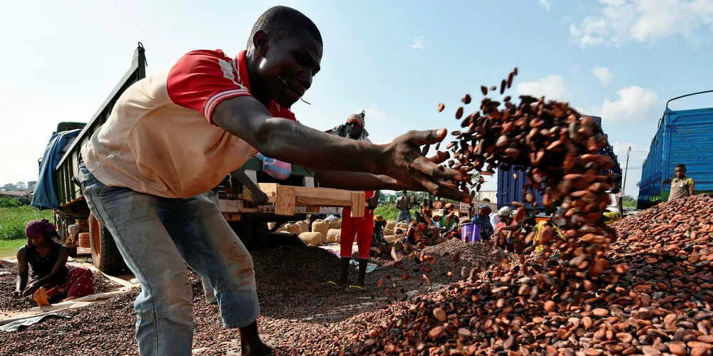 Researchers say the the process of creating food from electricity can be nearly 10 times as energy-efficient as common photosynthesis Pic: SIA KAMBOU/AFP/Getty Images