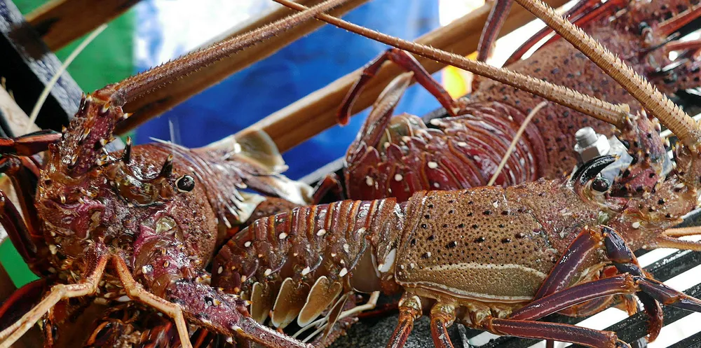 In 2019 Australia sold more than 94 percent of its AUD 752 million exports of rock lobster to China.
