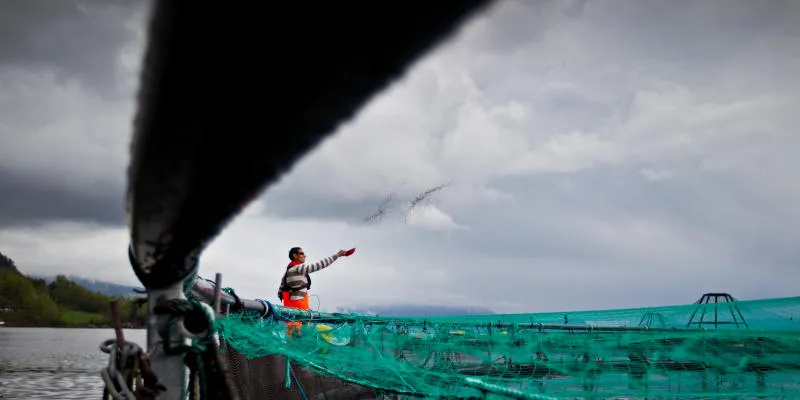 WWF Norway wants less lice, and less growth in salmon sector