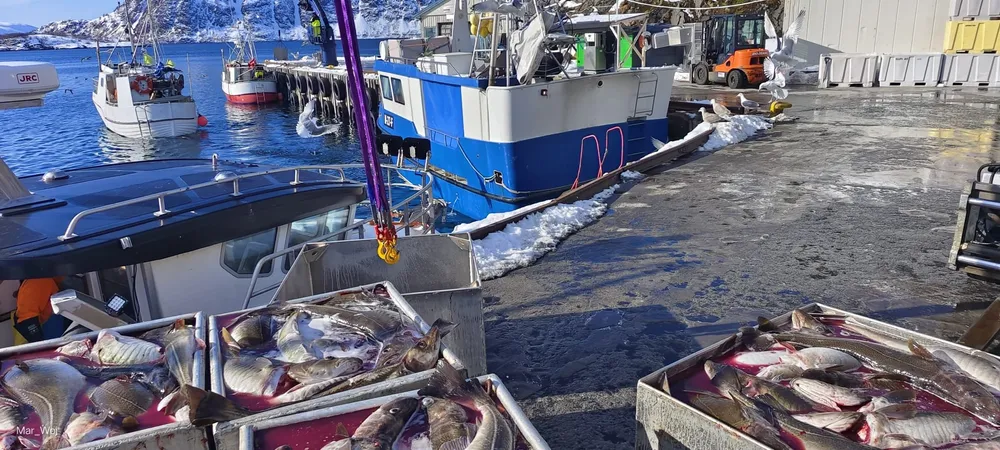 Det er mye båt og tidvis leveringskø ved Sufi avd. Bergsfjordbruket. Mange i den minste kystflåten er i området for å gjøre seg ferdig med årets torskekvoter.