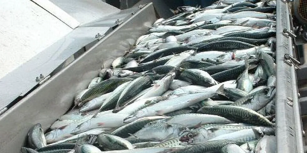 Fiskebåtrederne lover mottiltak dersom kjøperne inngår prissamarbeid i mottak av makrell i høst. Arkivfoto.