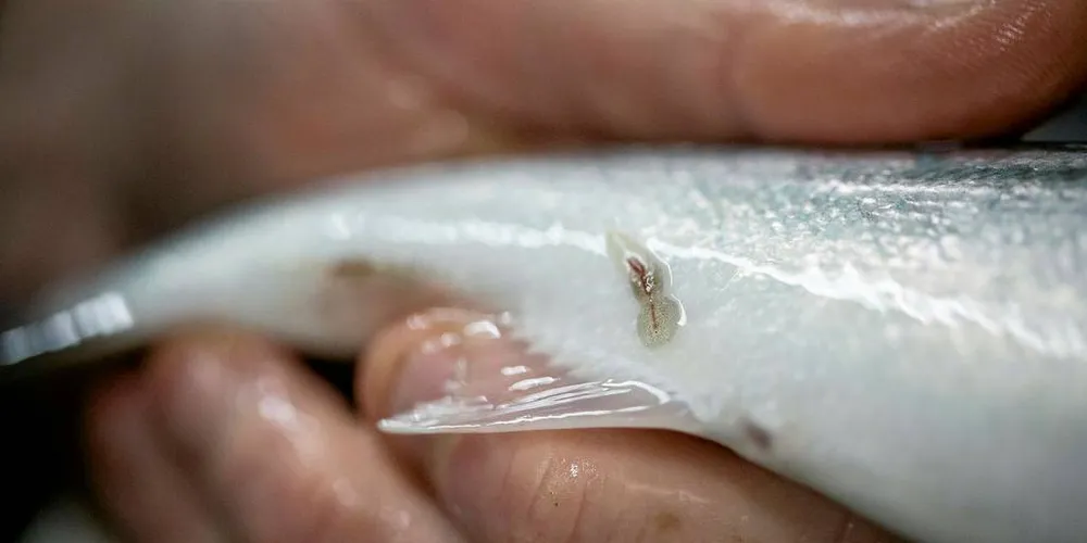 – Smolt som får lusepåslag kan også endre sin adferd. Men jeg tror ikke at den kategorien smolt er overrepresentert i våre fangster, sier Ørjan Karlsen, seniorforsker ved Havforskningsinstituttet.Illustrasjonsfoto: Eivind Senneset, DN