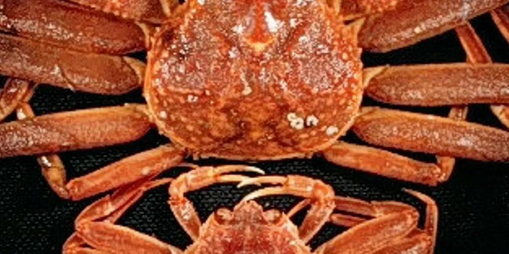 The snow crab fishery is at its lowest in decades in Canada.