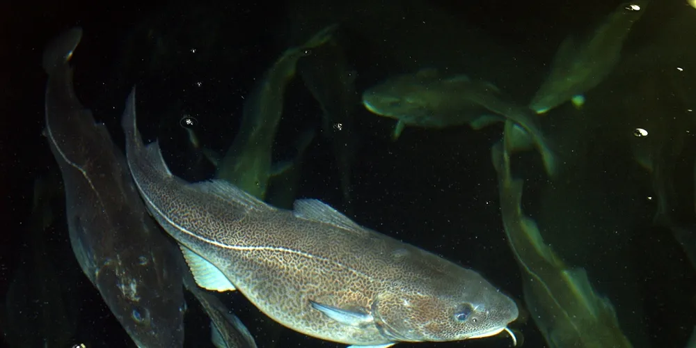 Norway: state funding for cod farming ‘not a waste’