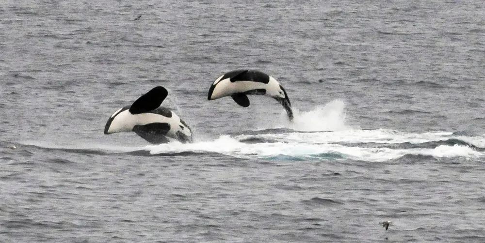 Hoppende spekkhoggere og havhest i nordlige Norskehavet. Forskningen avviser at bestanden vokser.