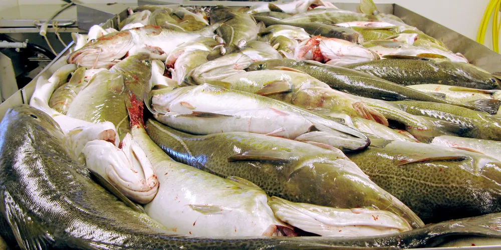 Skrei i slike mengder har forskerne knapt sett under årets skreitokt. Bildet er fra toktet i 2018.