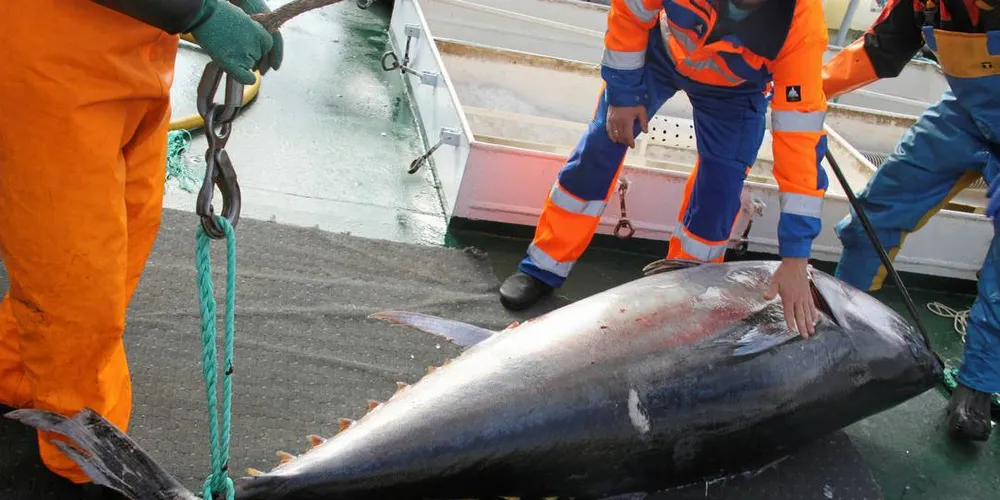 DOBLING: De norske fiskerne som får størjekvote i år får enda mer å fiske på. Her fra fangsten til «Hillersøy» høsten 2016. Foto: Torhild Måkestad Martinussen