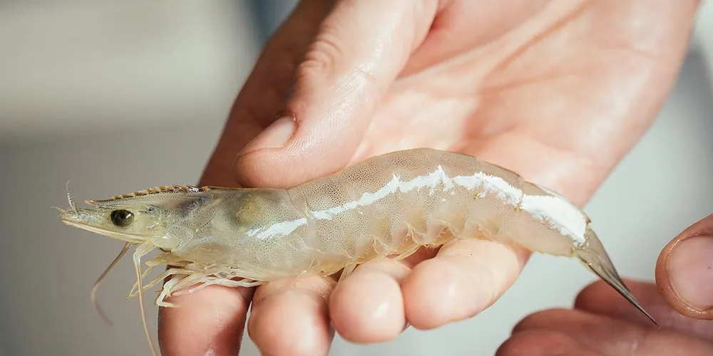 Photo: Mere Shrimp Farms