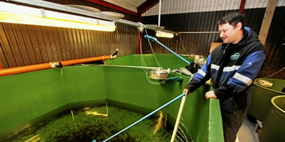 Arkivfoto: Ronny Lassesen er en av tre blad Lassesen som arbeider ved Elvenesstrand Smolt As.