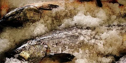 California king season strong; ex-vessel prices steady