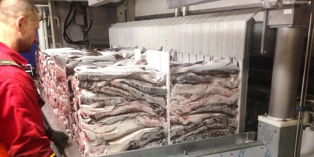 Fiks ferdig frossenfisk. - Dette skjer effektivt, på to-tre timer, forteller Frode Berg, teknisk sjef i Kuldeteknisk. Alle foto: Kuldeteknisk