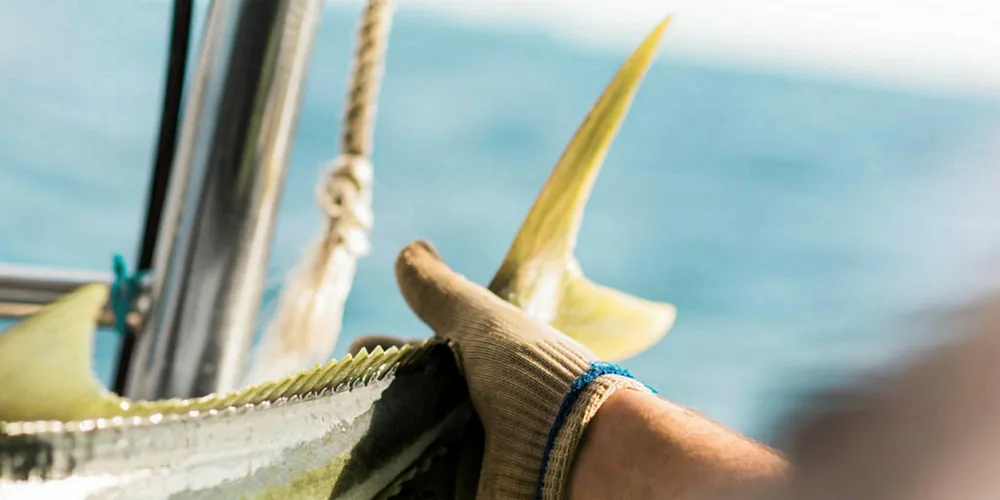Moana NZ is New Zealand's largest iwi-owned seafood company.