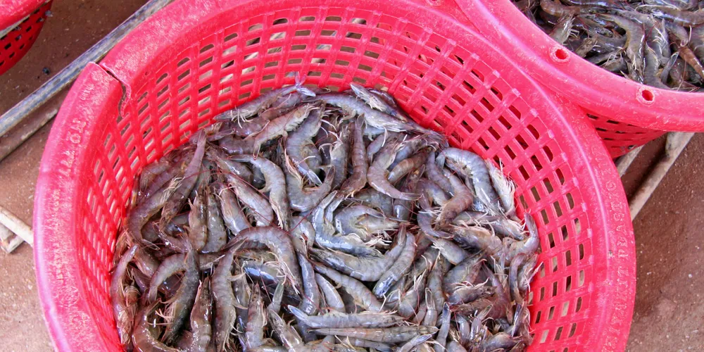 There's other research underway related to broodstock and shrimp feed.