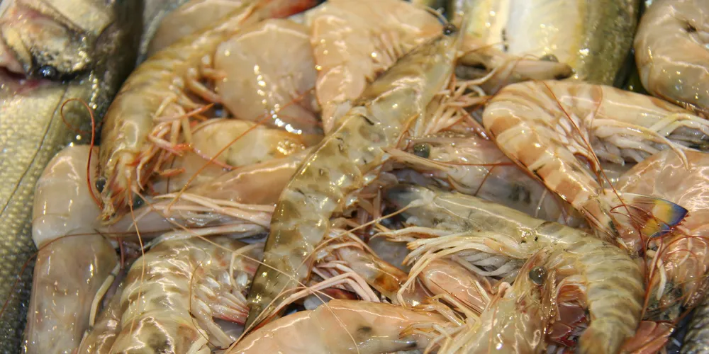 BMR Group becomes India's first fully integrated BAP shrimp supplier