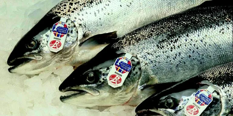 Scottish, Norwegian salmon prices on 'tremendous’ upswing -- but will it last?