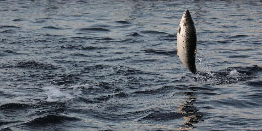 Jumping salmon. Photo: fotoroto/Flickr
