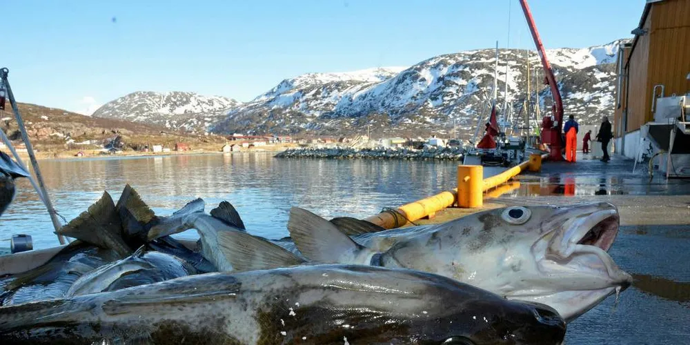- Redaktøren velter ansvaret over på kystflåten i stedet for å rette ansvaret for frossenråstoffet over på den flåten som bringer frossent råstoff på land, skriver Jan Fredriksen, styreleder i Nordland Fylkes Fiskarlag som kommentar til Fiskeribladets leder 20. august. Ill.foto: Rune Ytreberg