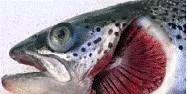 Marine Harvest Norway slaughters stock over ISA