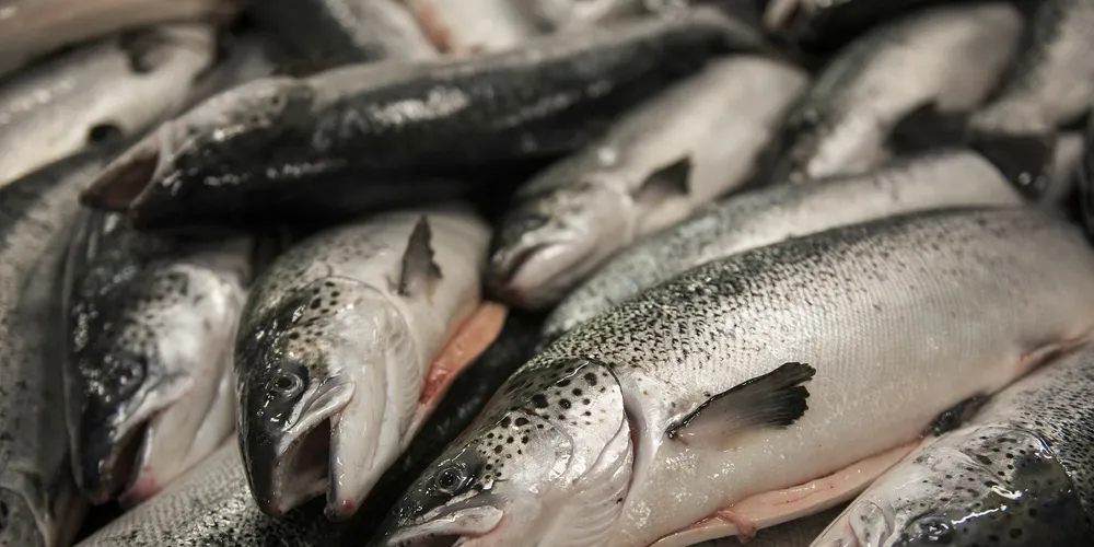 Slaughtering and filleting salmon at Marine Harvest's plant at Eggesbøns.