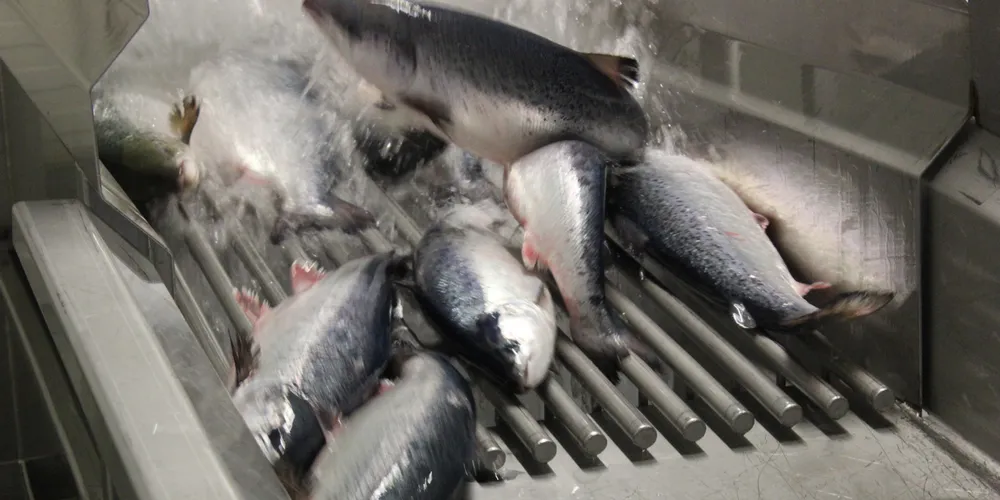 Norwegian salmon prices stable after weeks of instability