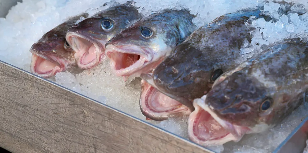 Pacific cod on ice.