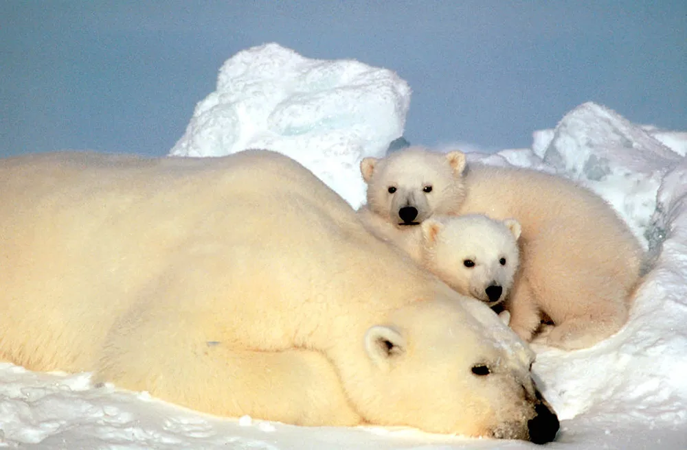 Protected: Alaska polar bear habitat restored