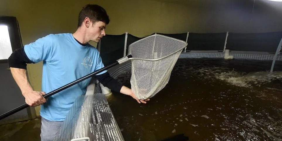 Aemme Shrimp harvested its first shrimp in 2015.