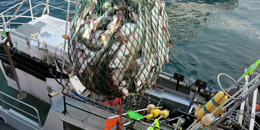 ØKT KVOTE: Tilbudet av torsk fremover vil øke i et marked som med stor sannsynlighet fortsatt vil være preget av pandemien.