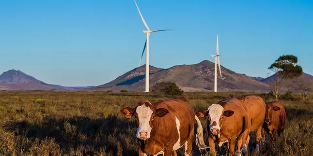Mainstream Renewable Power's Jeffrey's Bay wind farm in South Africa