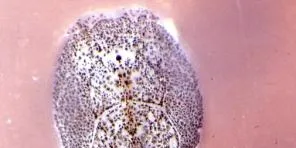 Sea lice: life after treatment?