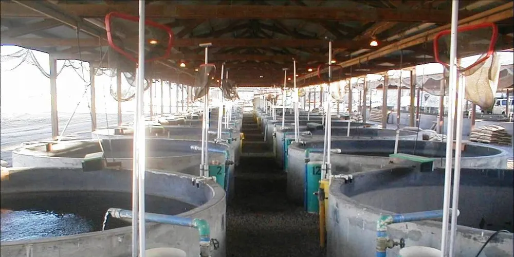 Kent SeaTech: not just a fish farm