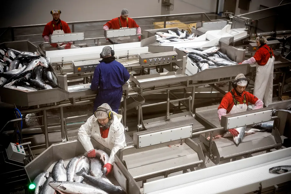 Den første norske oppdrettslaksen har denne uken passert samlebåndene hos Hav Line i Hirtshals. Men fiskeriminister Harald T. Nesvik vil stanse selskapets slakting av fisk om bord på slakteskipet Norwegian Gannet.
