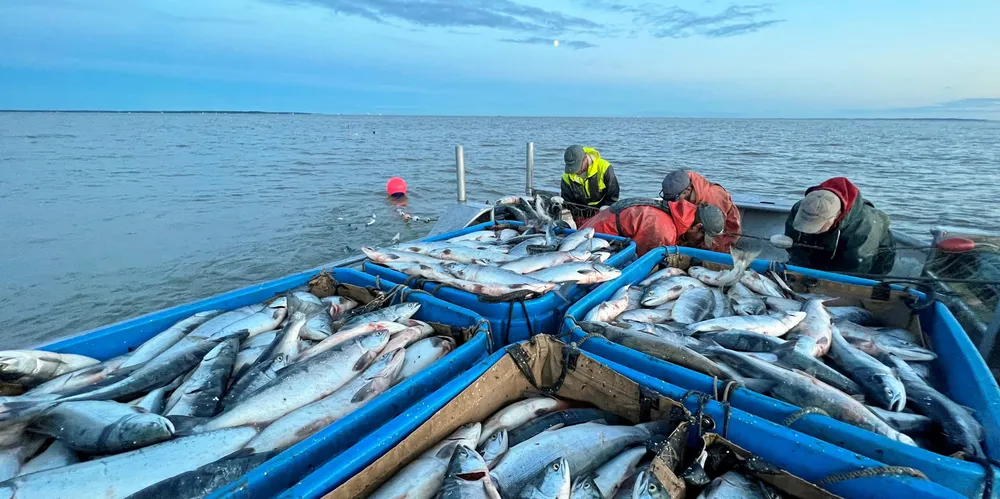 Perry Broderick's crew hauling in salmon on the Nushagak in 2022. The district saw the largest harvest in Bristol Bay this year.