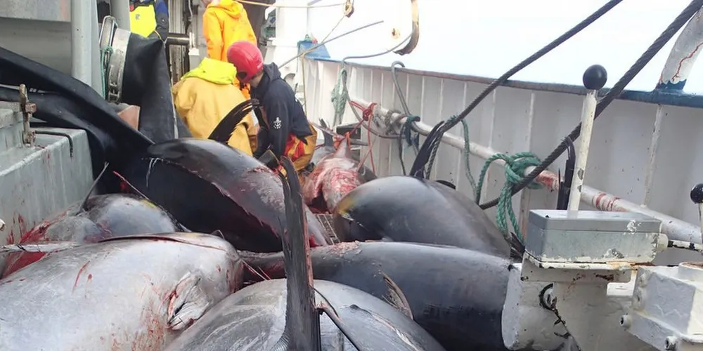 «Hovden Viking» fikk makrellstørje tirsdag. Selv om båten kan få gode priser for fisken, blir det utgifter som følge av ødelagt utstyr, ekstra administrasjon, mistet hovedfangst og tap av tid. Foto: Kystvakten