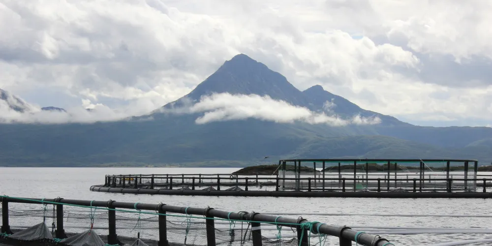 Salmon prices flat, down slightly in hesitant market