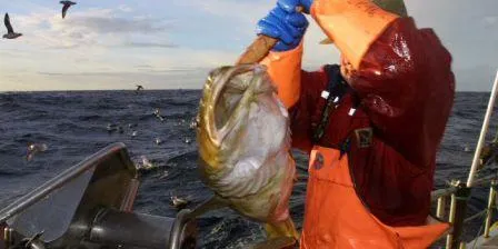 Feil om oppdrettsfisk og villfisk