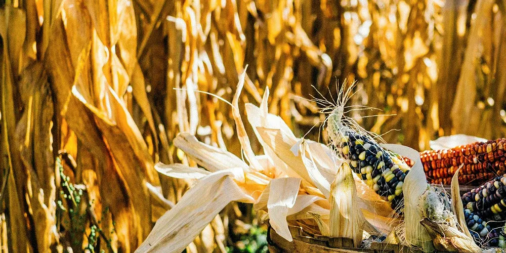 The future for feed protein alternatives?