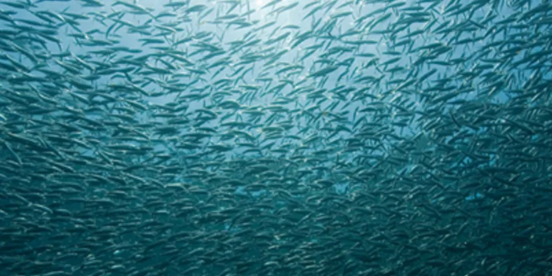 Photo: Pacific Andes website