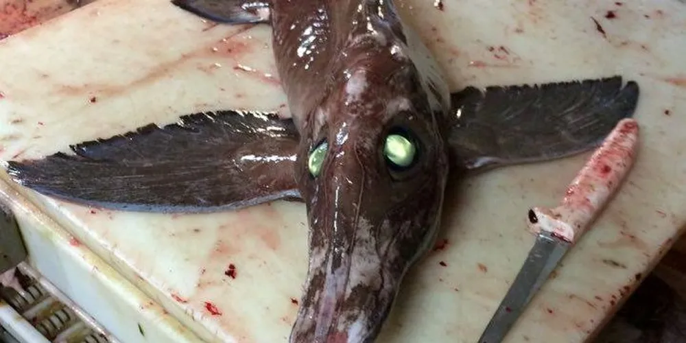 Den kanadiske fiskeren Scott Tanner var med da båten han jobber på fikk det som sannsynligvis er en «knifenose chimaera» i trålen. Alle foto: privat