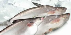 German restaurants serving pangasius as sole